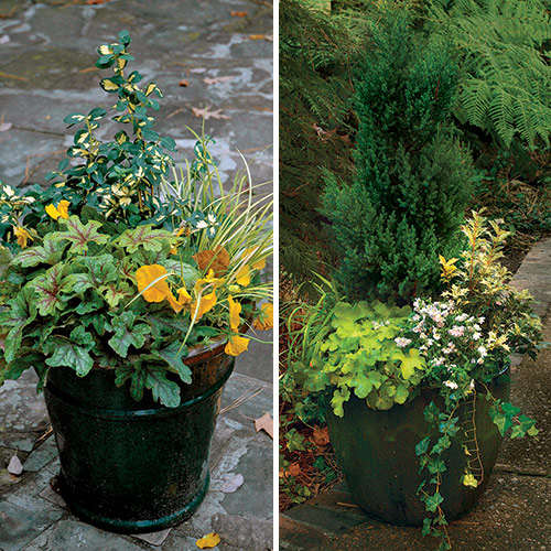 combinations for fall containers