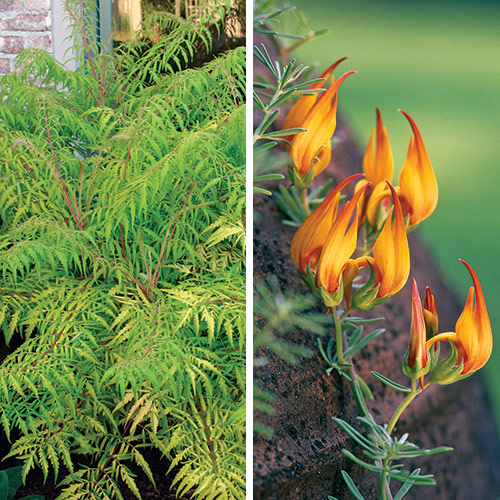 plants with entryway pots