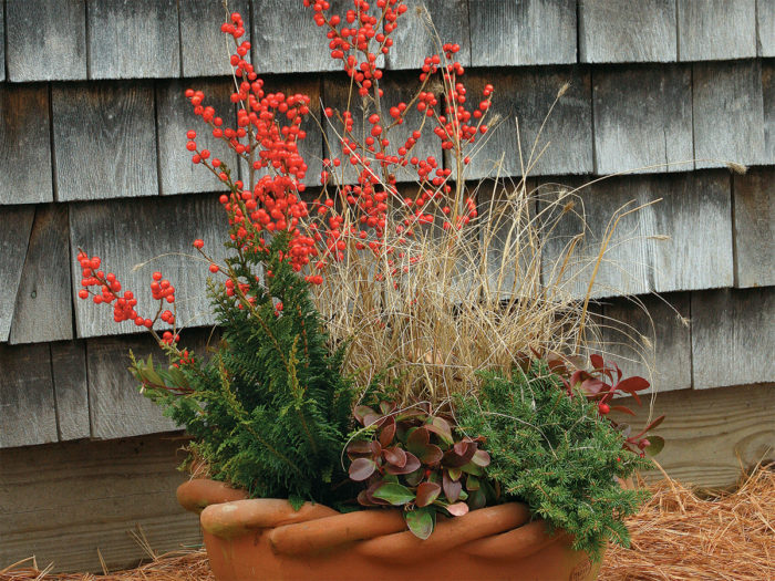 Winter Containers