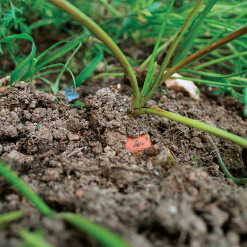 carrot below ground