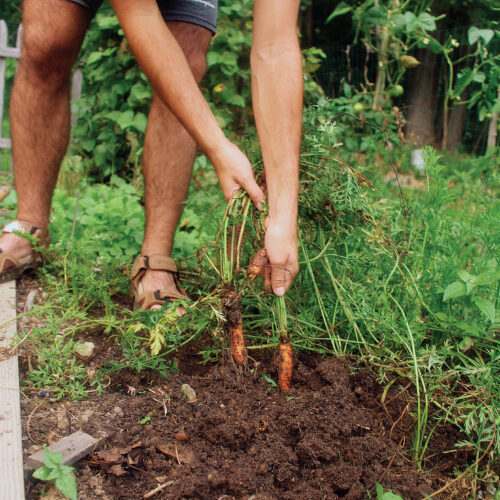 harvesting carrots gently