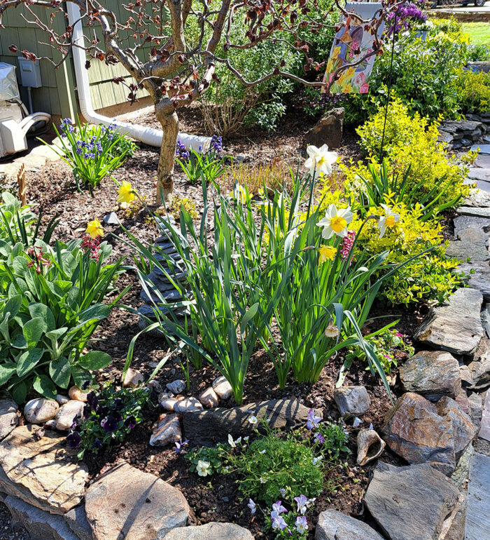 garden bed next to house with small tree and spring bulbs