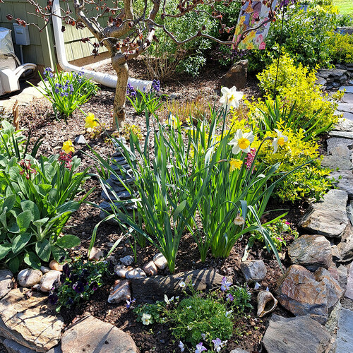 garden bed next to house with small tree and spring bulbs