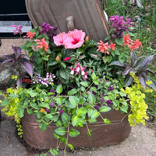 close up of colorful container planting