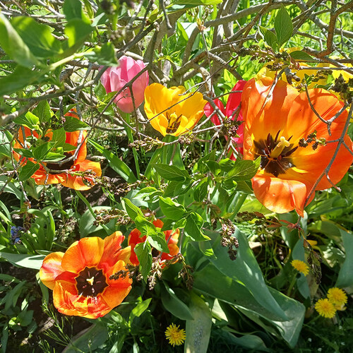 tulips of various colors growing under a shrub