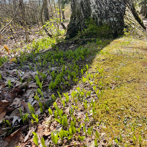 Canada mayflower plants growing in the shade of a tree