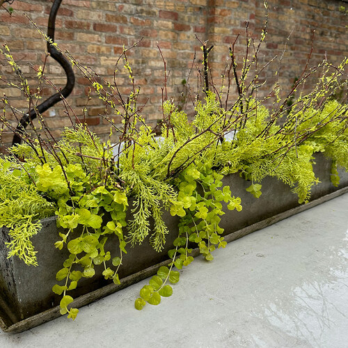 long plant centerpiece pot with chartreuse foliage