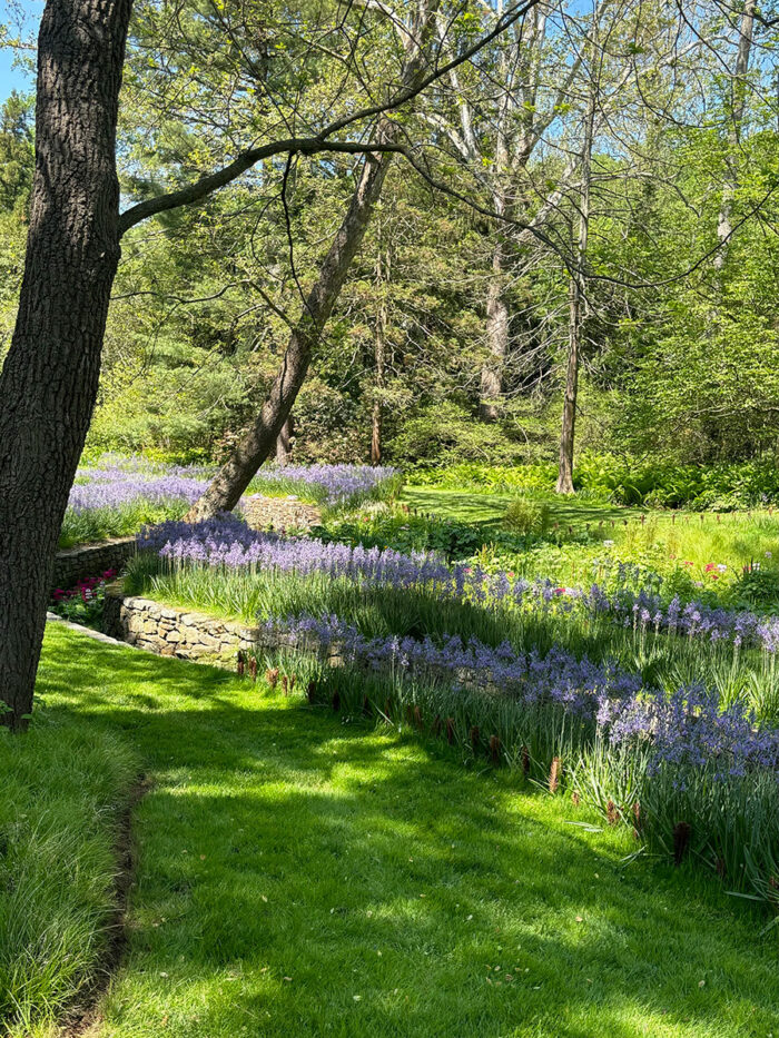 mass plantings of Camassia in the shade of a tree