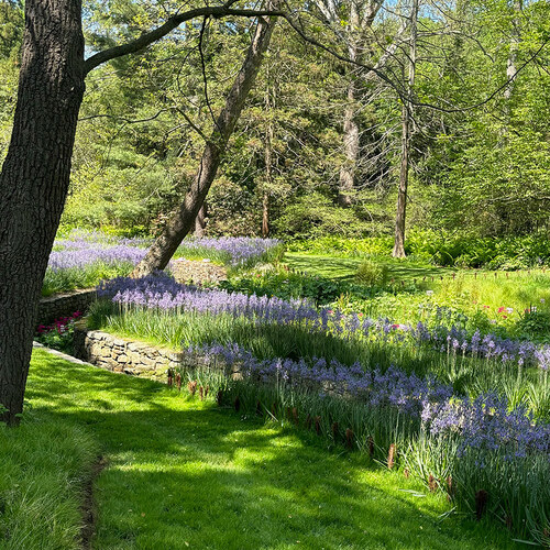 mass plantings of Camassia in the shade of a tree