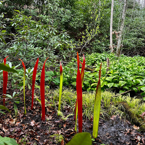 bright red and green blown glass leaves in the bog garden