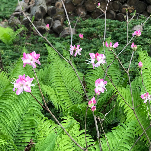 pinkshell azalea flowers in front of ferns