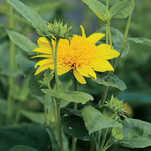 dwarf sunflower