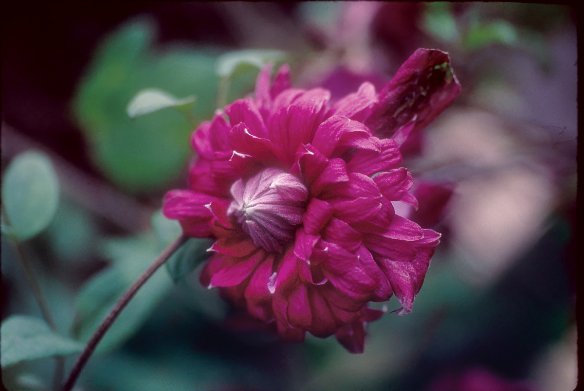 Purpurea Plena Elegans 