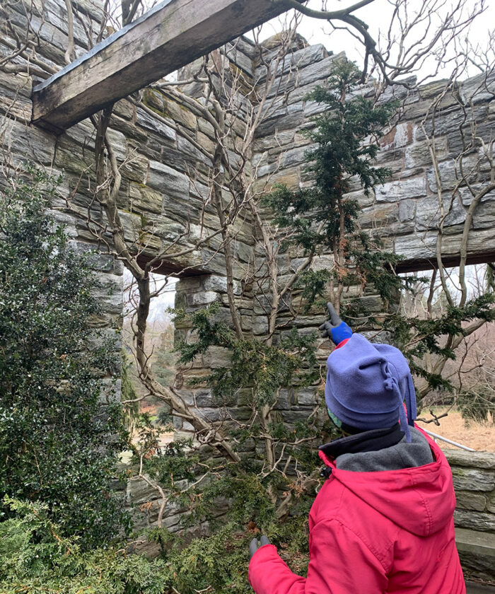 wisteria vines in winter