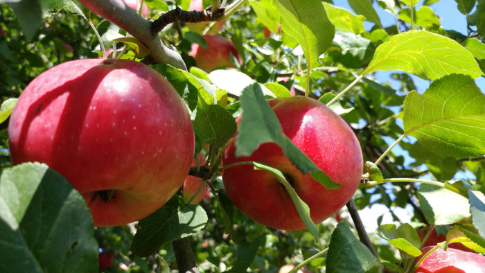 Malus domestica ‘Minnewashta’