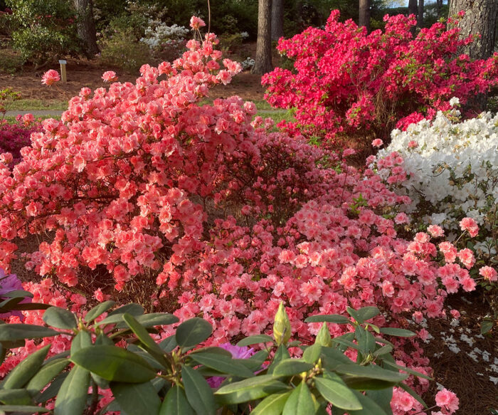 mixed planting of various azaleas