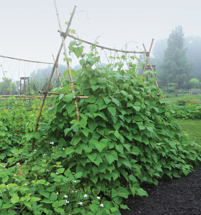 garden trellis made of bamboo and twine