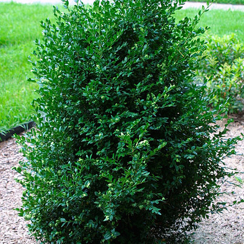 Boxwood