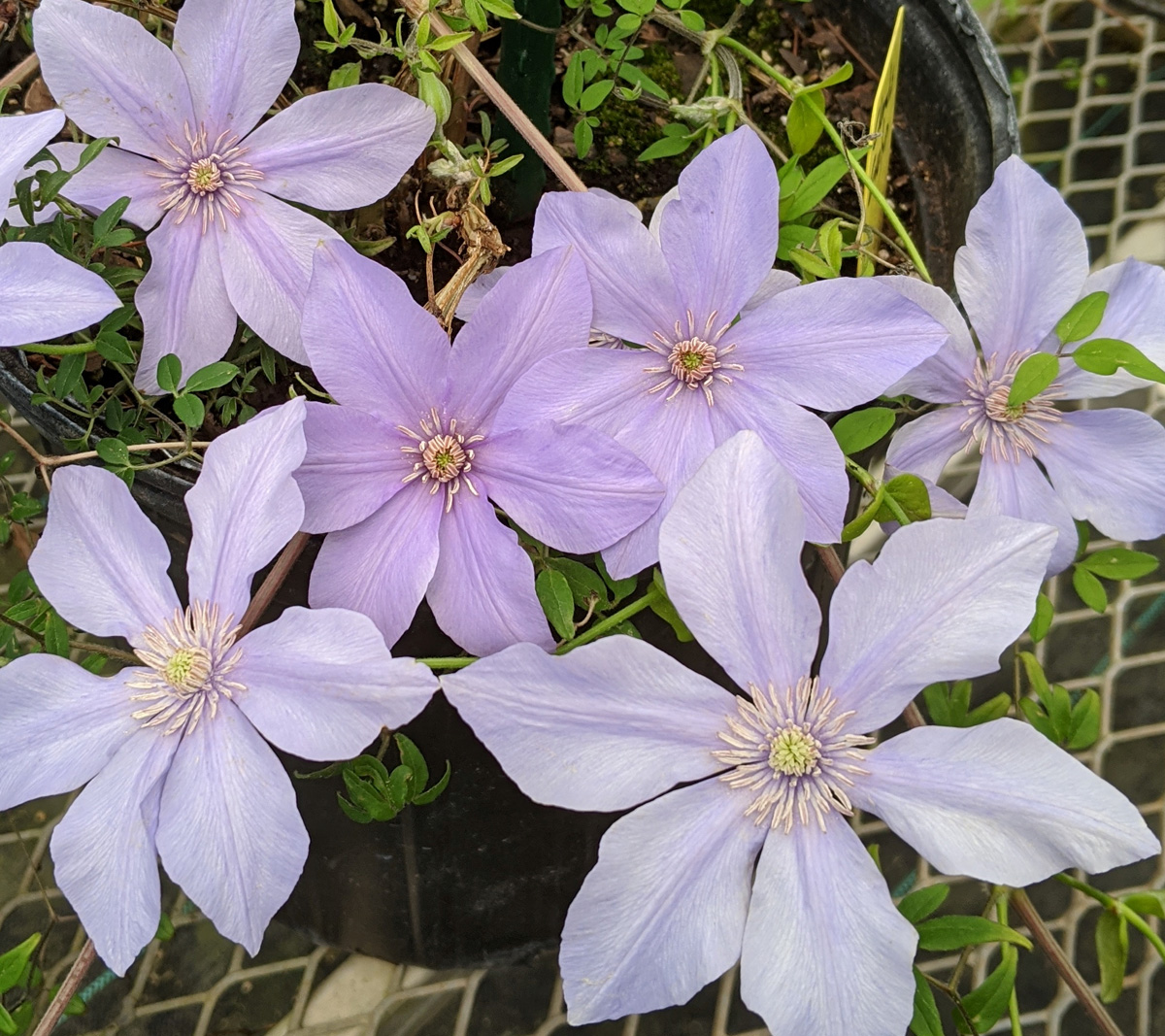 Clematis cadmia