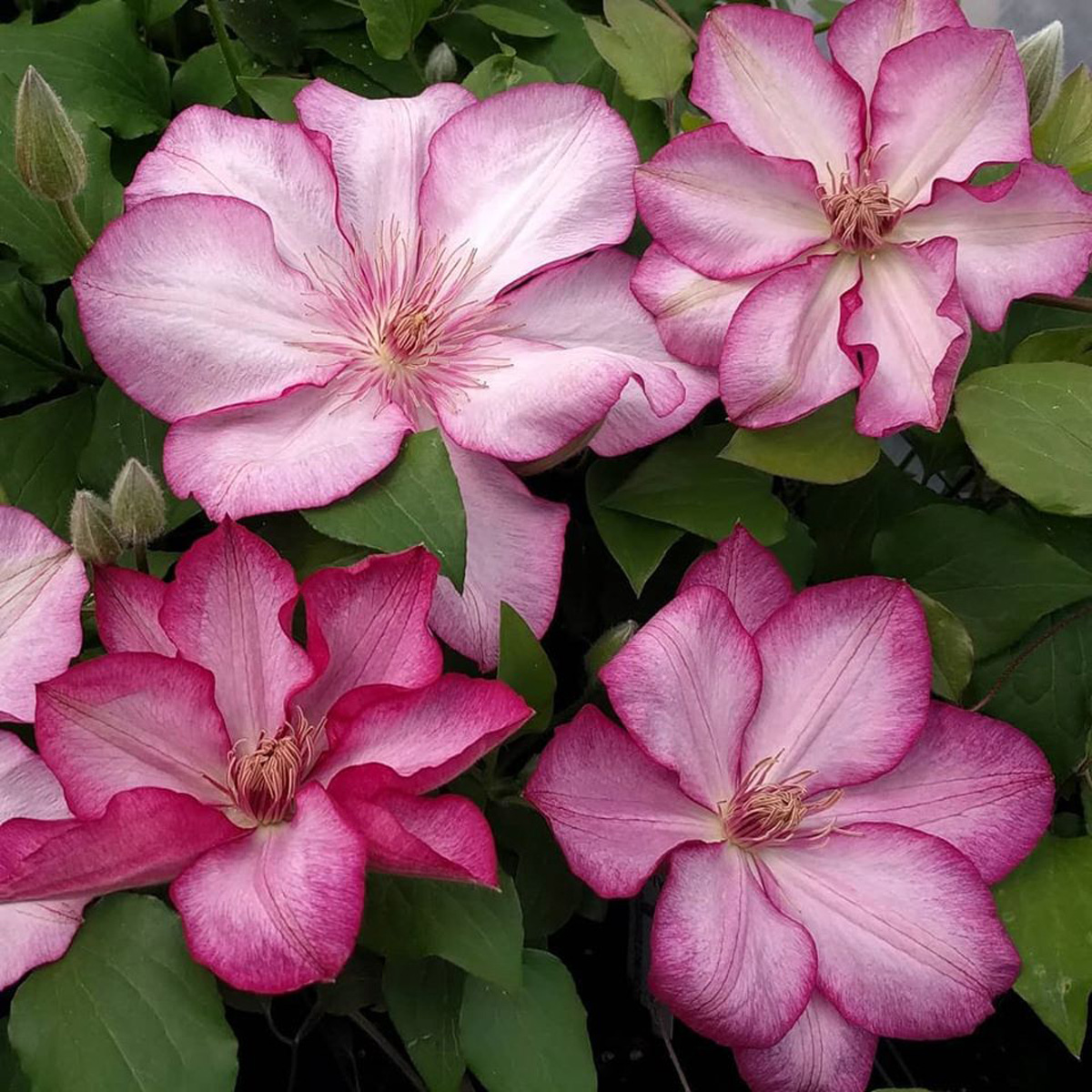 Clematis liberty