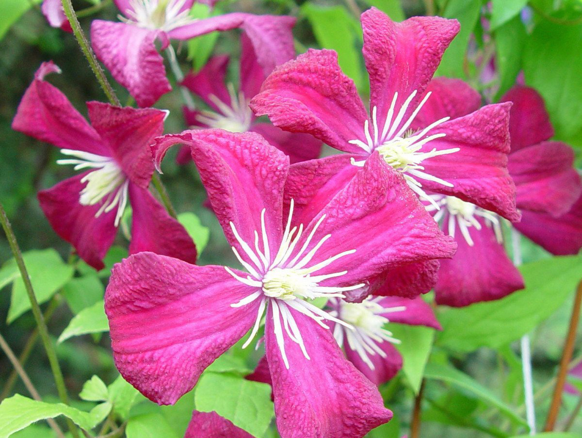 clematis madame julia correvon