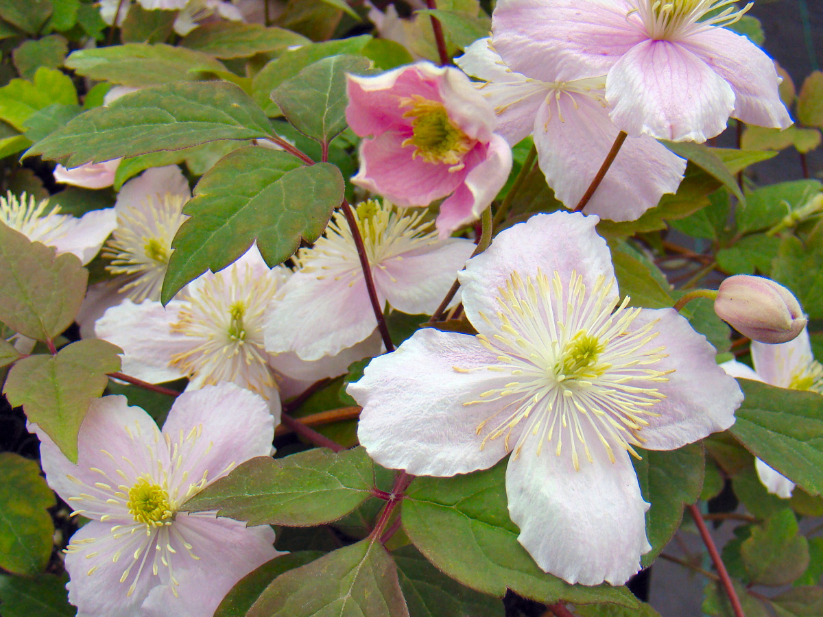 clematis montana mayleen