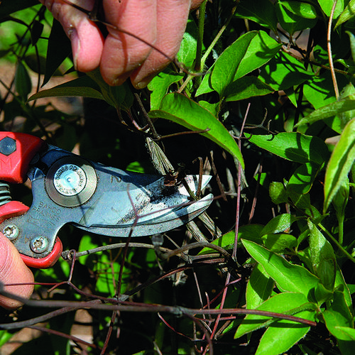 Pruning Clematis