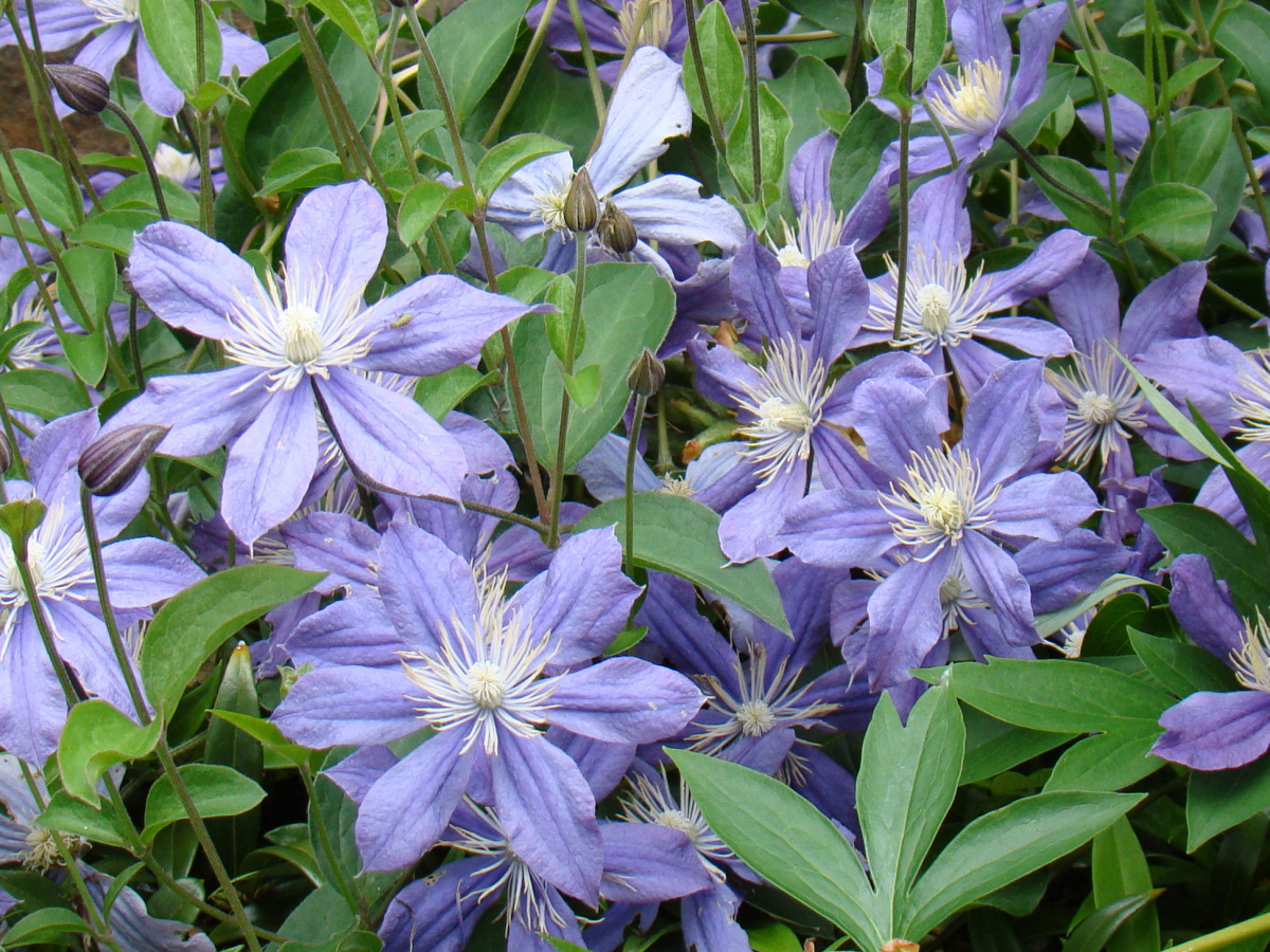 Clematis arabella