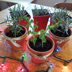 grow cuttings for gifts