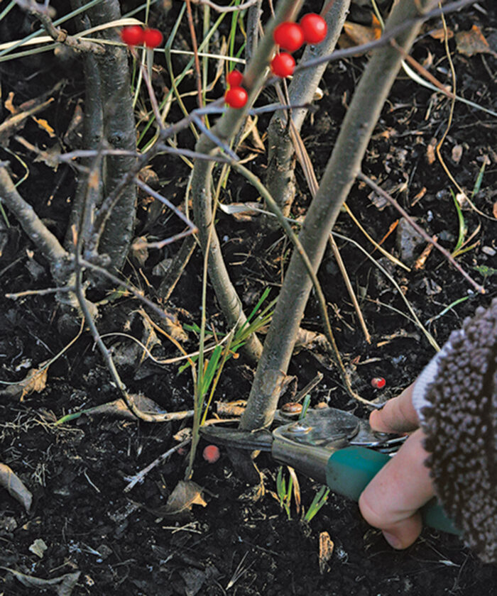 Radical pruning suits the loose form of deciduous hollies