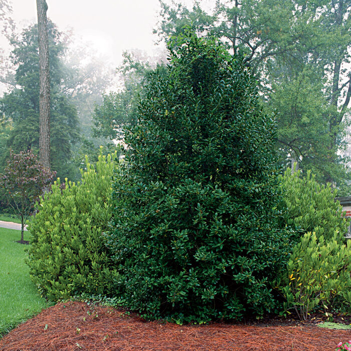 well pruned holly