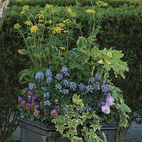 spring container with pansies