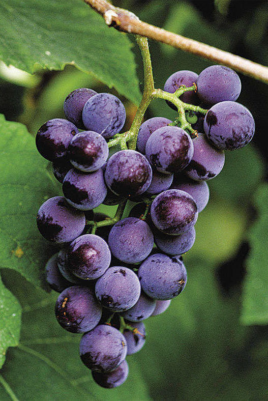 concord grapes