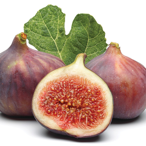 how to grow figs