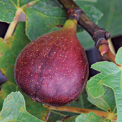 fig varieties to grow