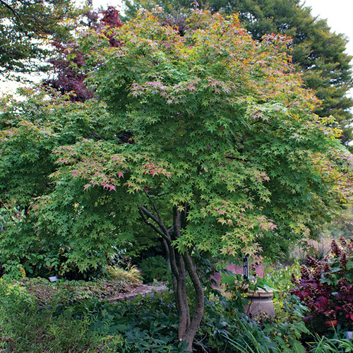 Japanese maple