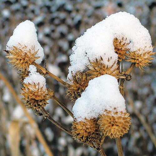 Rattlesnake Master