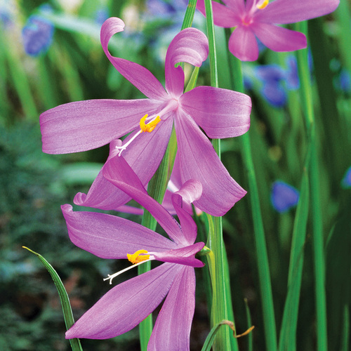 pink grass widow flowers