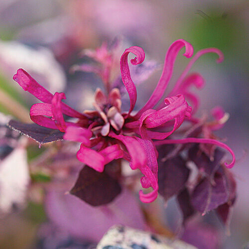 Chinese Fringe Flower