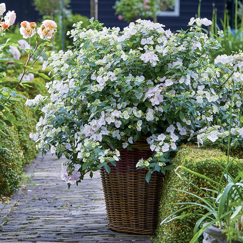 new hydrangea