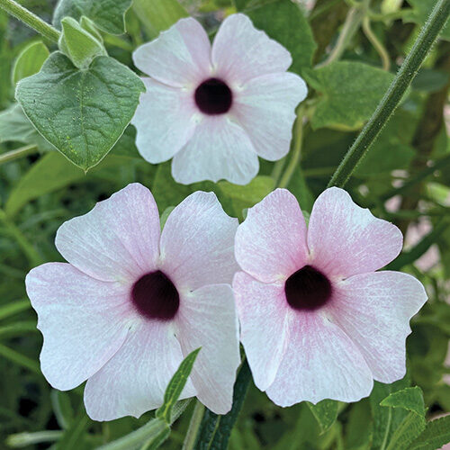 colorful vine