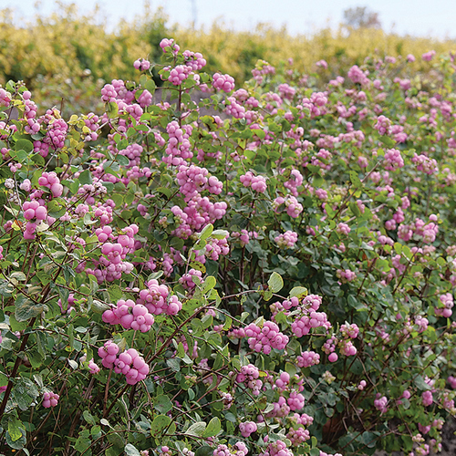 Proud Berry Coralberry