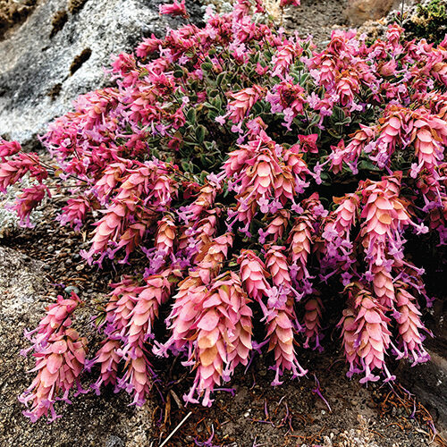 Amethyst Falls ornamental oregano