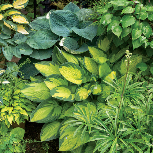 garden designs with hostas