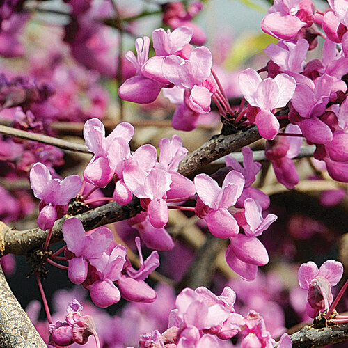 early spring flowers southern plains