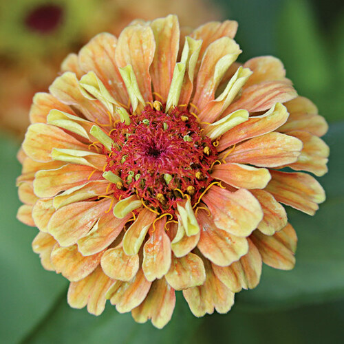 Queeny Lime Orange zinnia