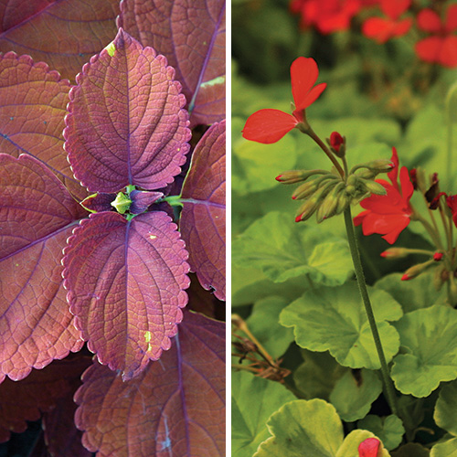 plants for pots along pathways