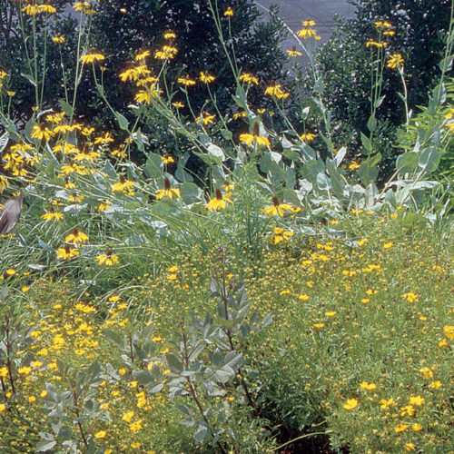 Rudbeckia maxima