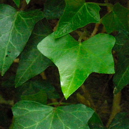 English ivy