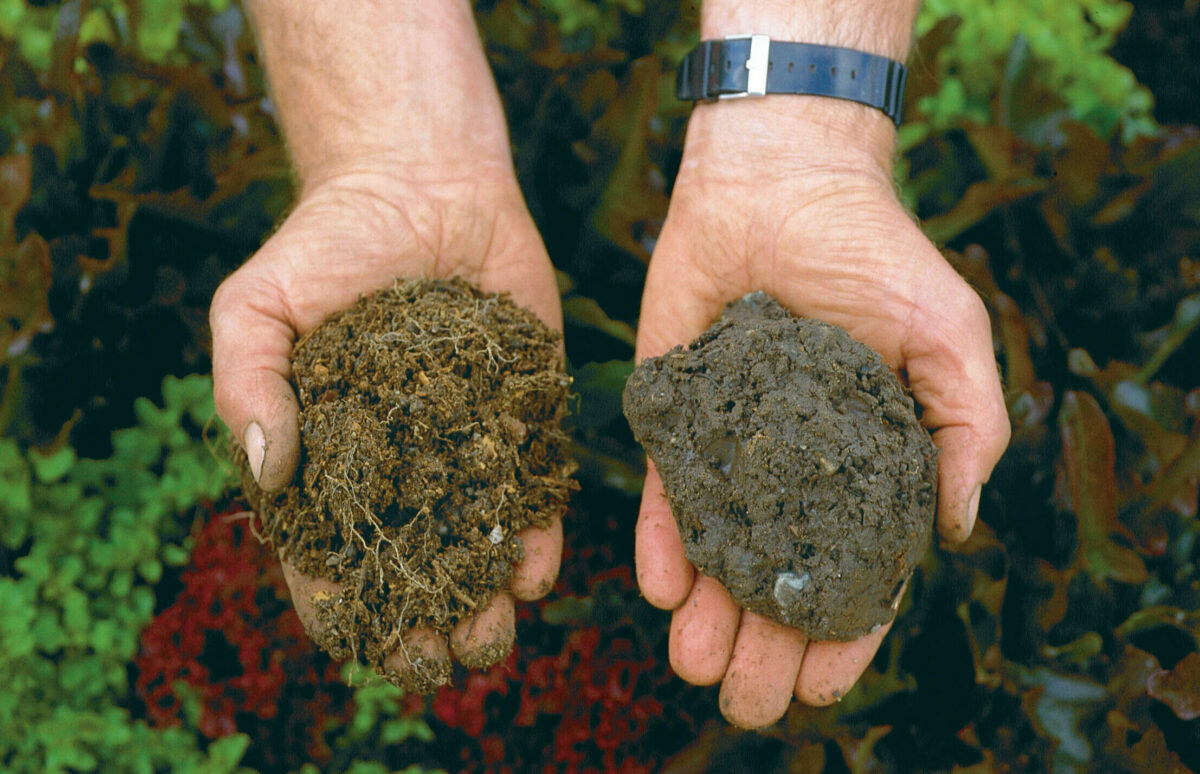 Vibrant soil beats lifeless clay. The soil at far left is well tended and full of life, a far cry from the clay soil at near left, which would be nearly impossible to garden with.